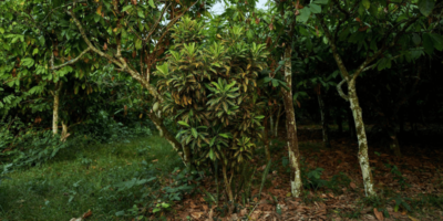 agroforestry